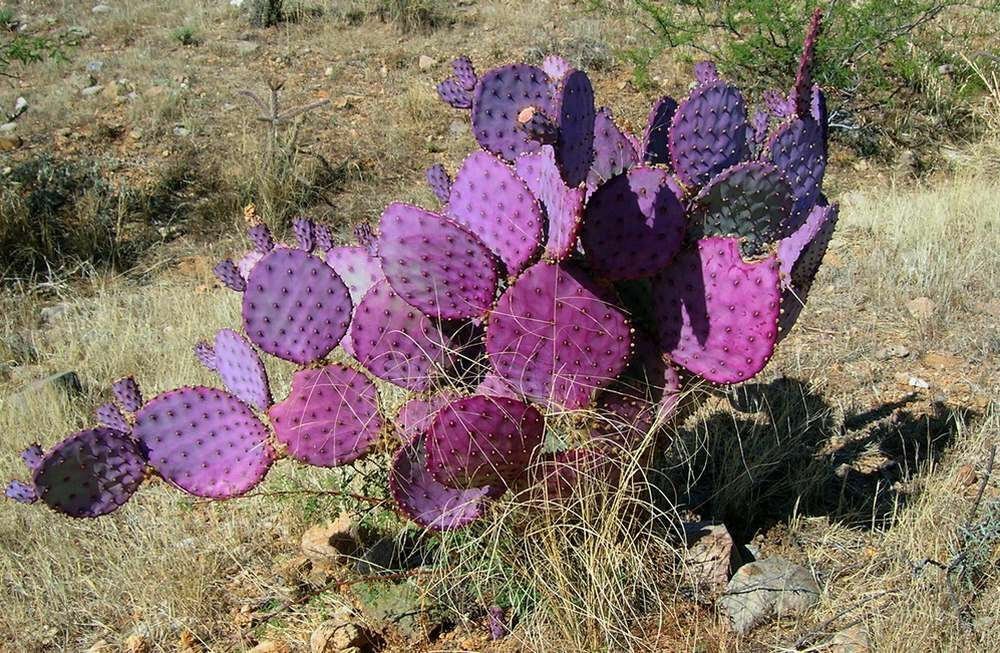 1 Cutting, Cactus Pad, Purple Santa Rita, Opuntia chlorotica gosseliniana