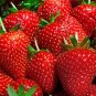 20 Organic Strawberry Fruit Plants Outdoor INCREDIBLY SWEET BERRY 20 Zone 3-8