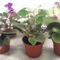 Miniature African Violet 5 Plants 2"Pot Garden Terrariums/Fairy Live Plant In/out
