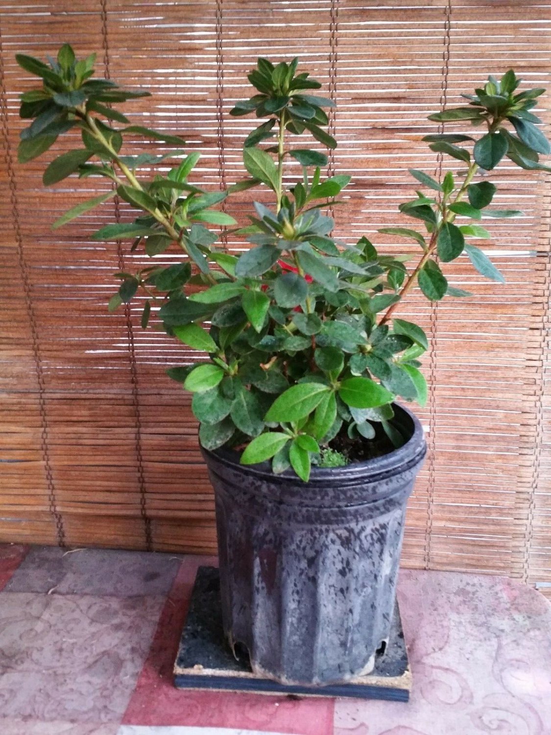 Azalea Live Plant