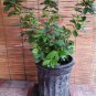 Azalea Live Plant
