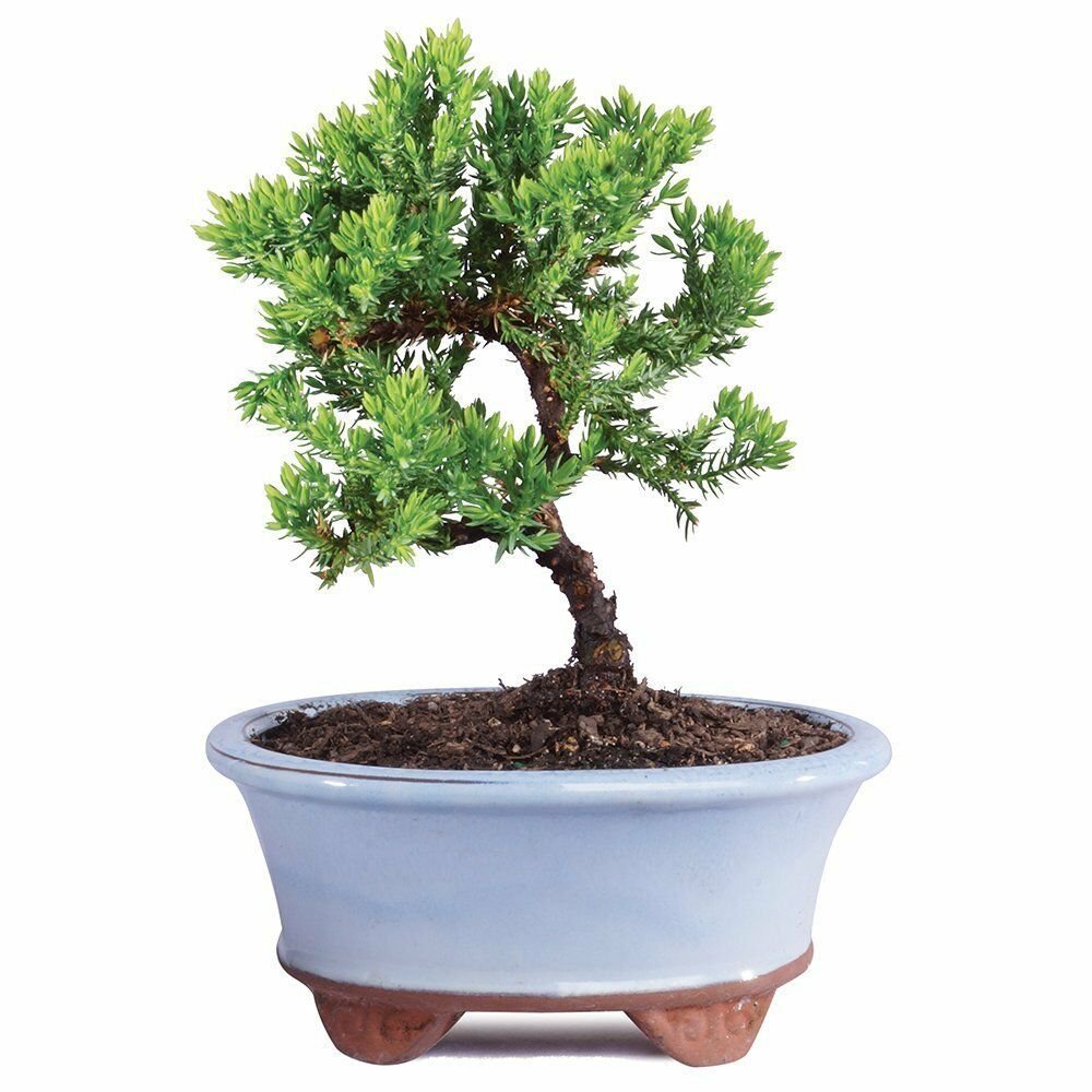 Bonsai Junpier Tree Green Mound Plant Live Garden Flowers Outdoor