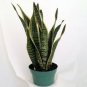 Snake Plant Mother-In-Laws Tongue - Sanseveria - 6" Pot Houseplant Garden