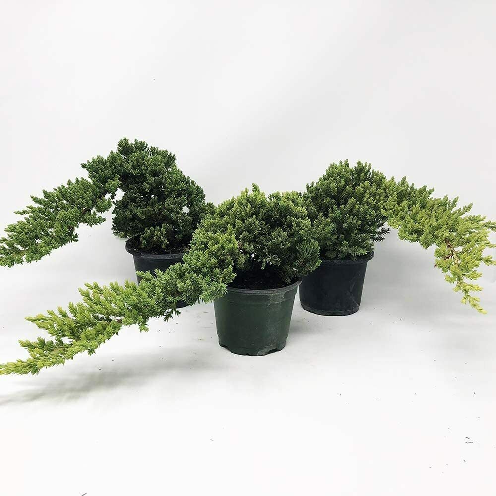 Healthy Bonsai Tree Windswept Juniper Responds Well to Wiring and Reshaping, live plant