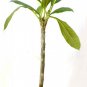 Dwarf Singapore Pink Plumeria 5" Pot Plant Tree Graden Outdoor Indoor Houseplant