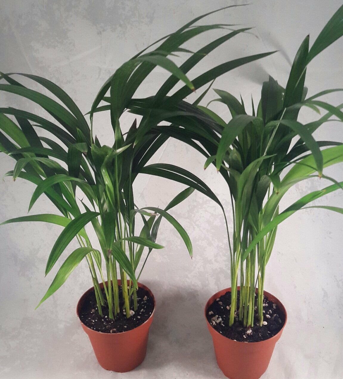 Palm Plant Two Areca Dypsis lutescens 4''Pot Easy to Grow Indoor Live Houseplant