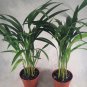Palm Plant Two Areca Dypsis lutescens 4''Pot Easy to Grow Indoor Live Houseplant