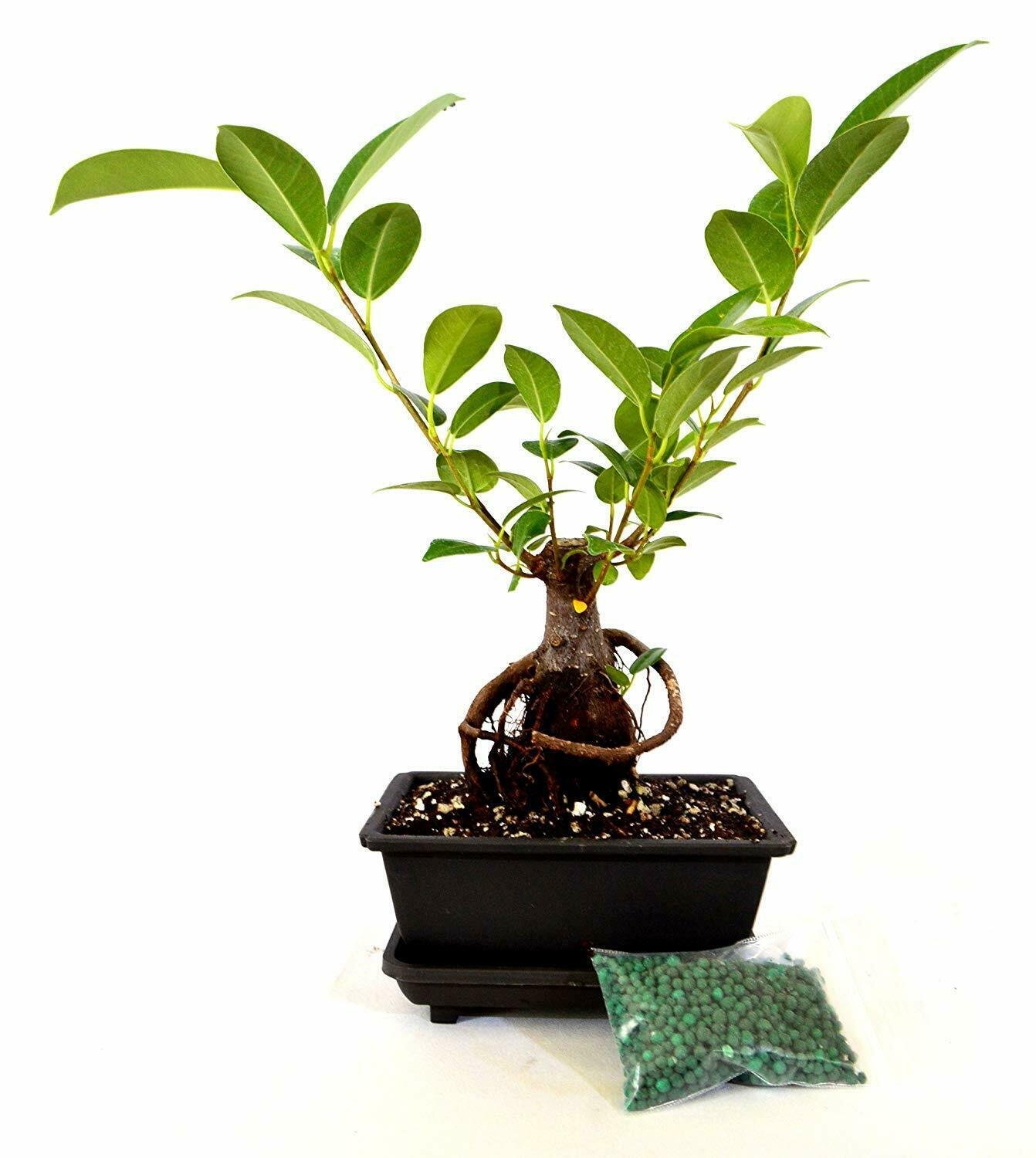Ginseng Ficus Live Bonsai Tree Plant Ornament Decor Attracts Zen Luck Good Fortu