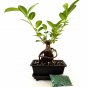 Ginseng Ficus Live Bonsai Tree Plant Ornament Decor Attracts Zen Luck Good Fortu
