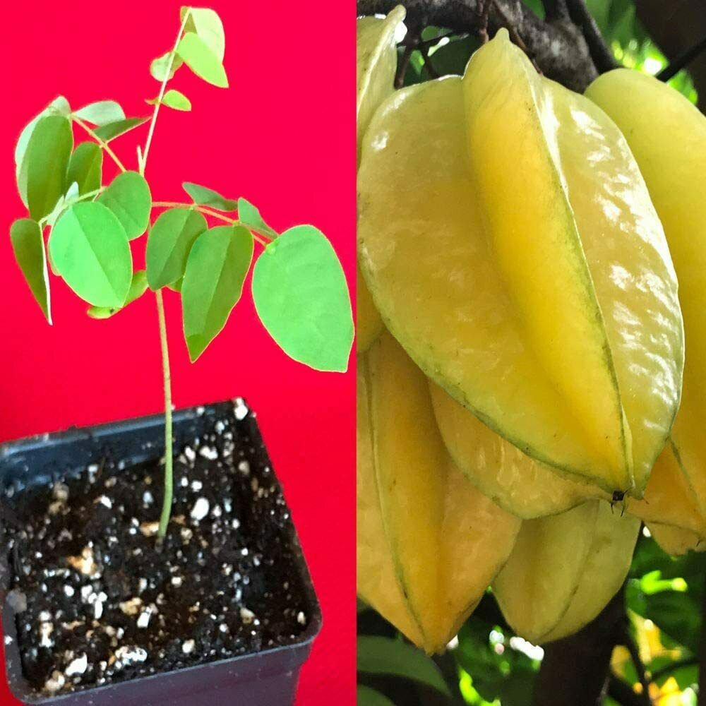 Star Fruit Tree Pitangatuba Averrhoa Carambola Live Smal Potted Plant Seedling, live plant