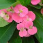Pink Crown of Thorns Live Plant Euphorbia 5"Pot Indoor Houseplant Flower Outdoor
