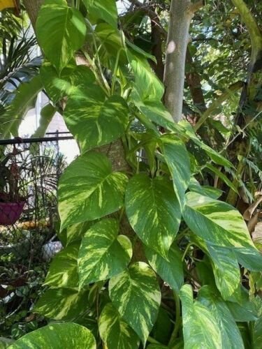 Epipremnum aureum variegated Vine LIVE POTTED HOUSEPLANT NOT BARE ROOT!