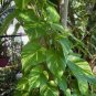 Epipremnum aureum variegated Vine LIVE POTTED HOUSEPLANT NOT BARE ROOT!