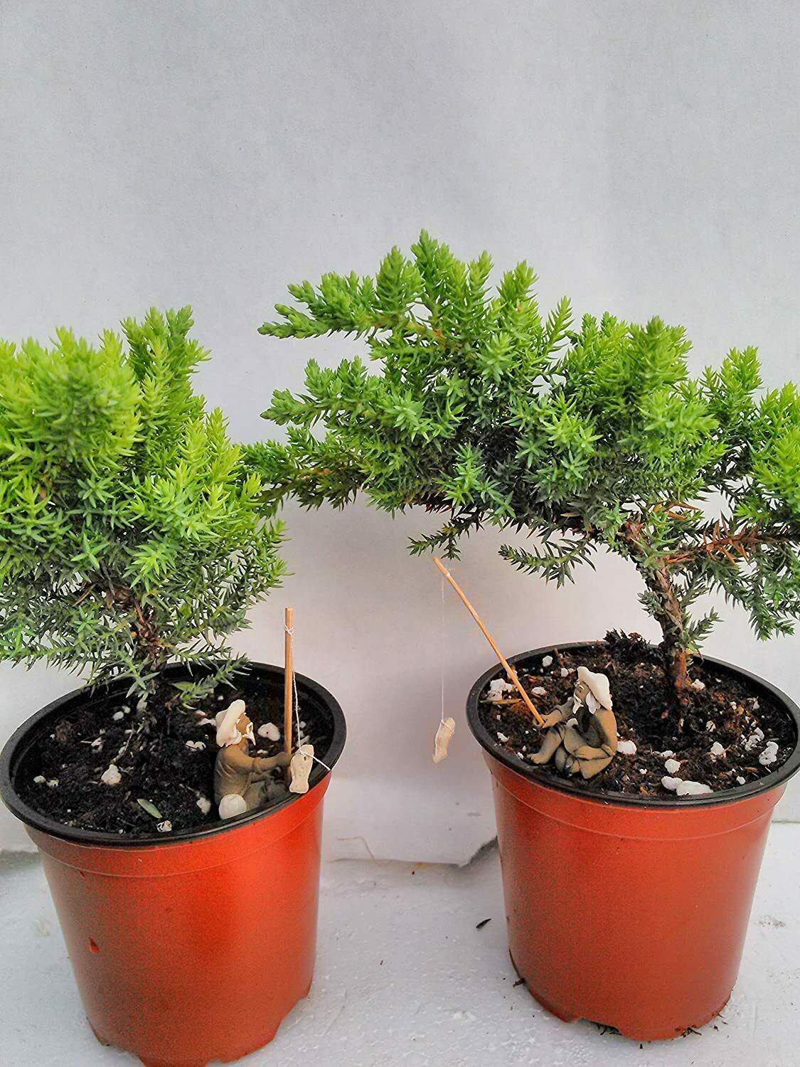 Two Tree Live Bonsai Juniper Garden 4'' Pot with Fishman | 5" Live Indoor Plant | live plant