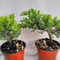 Two Tree Live Bonsai Juniper Garden 4'' Pot with Fishman | 5" Live Indoor Plant | live plant