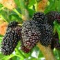 Mulberry Dwarf Everbearing Fruit Plant Four Garden Outdoor 4 Plants Yard Tree