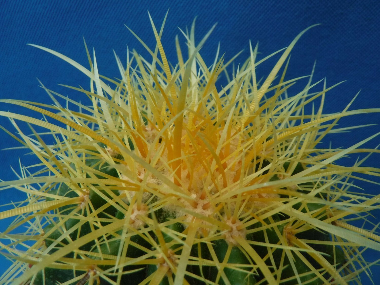 Golden Barrel Cactus Nice LARGE Plant 5" to 6" Wide Echinocactus grusonii 6" Pot