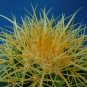 Golden Barrel Cactus Nice LARGE Plant 5" to 6" Wide Echinocactus grusonii 6" Pot