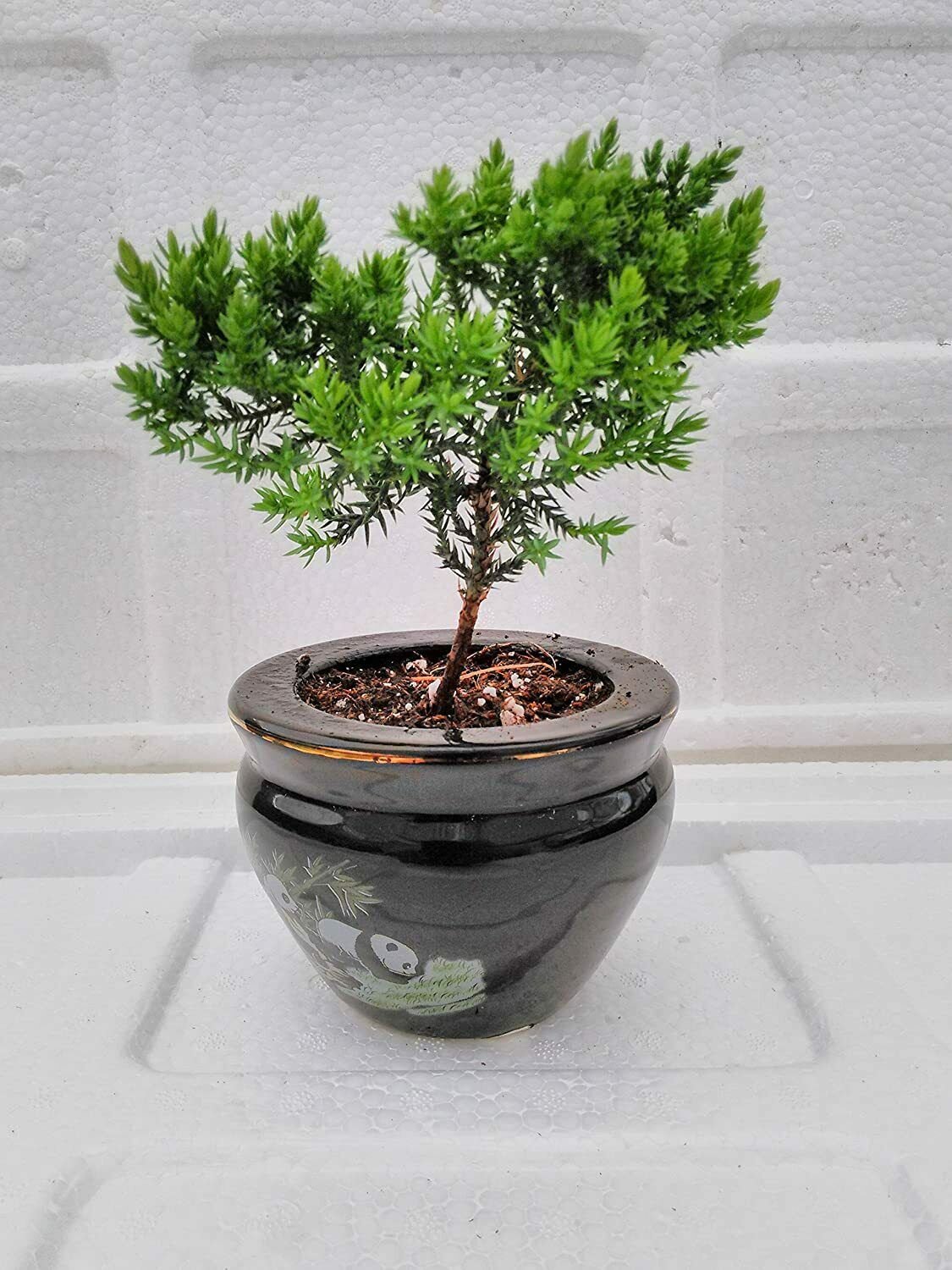 Japanese Juniper Tree Bonsai Indoor Live House Plant 6" in Container Pot w Panda | live plant