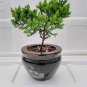Japanese Juniper Tree Bonsai Indoor Live House Plant 6" in Container Pot w Panda | live plant