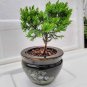 Japanese Juniper Tree Bonsai Indoor Live House Plant 6" in Container Pot w Panda | live plant