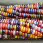 400 Seeds, Genuine Glass Gem Corn, Indian, Rainbow, Zea Mays Maize Maiz Arcoiris
