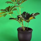 Schefflera Arboricola Plant Live Tree 4"Ceramic Vase Pot Indoor Houseplant Yard