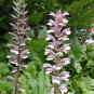Bear's Breeches, Acanthus mollis, 60 Perennial Seeds