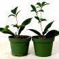 Sweet Olive Tree Osmanthus Houseplant 2 Pack of 4" Pot Indoors Plant Best Yard