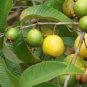 TROPICAL GUAVA Psidium guajava Hawaii Kuawa Goiaba LIVE RARE FRUIT TREE Seedling