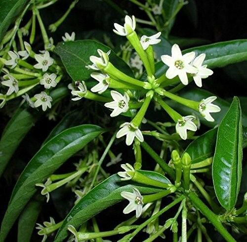 Night Blooming Jasmine Plant Cestrum nocturnum 4"Pot Tree Indoor Houseplant Yard Live Plant
