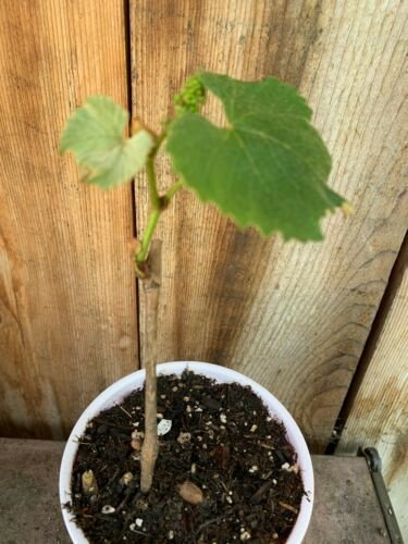 Grape Vine Tree, Vineyard Healthy Live Garden Grape Trees Rooted Ready to Grow