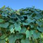 Grape Vine Tree, Vineyard Healthy Live Garden Grape Trees Rooted Ready to Grow