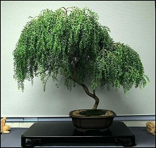 Weeping Willow Bonsai Live Tree Ready to Plant Dwarf Bonsai Very Easy to Grow| bonsai tree