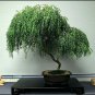 Weeping Willow Bonsai Live Tree Ready to Plant Dwarf Bonsai Very Easy to Grow| bonsai tree