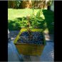 Weeping Willow Bonsai Live Tree Ready to Plant Dwarf Bonsai Very Easy to Grow| bonsai tree
