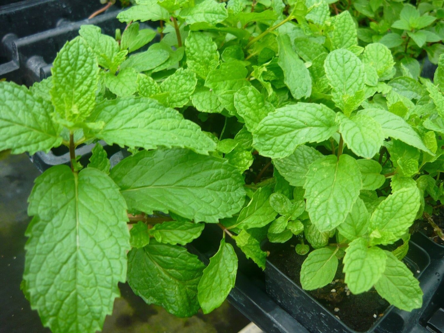Mojito Mint Plant Live Not Seeds Each 4"-6" Tall In 3'Pot Mentha x Villosa Yard