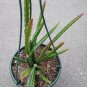 Aporophyllum Hybrid Cactus 8 Inch