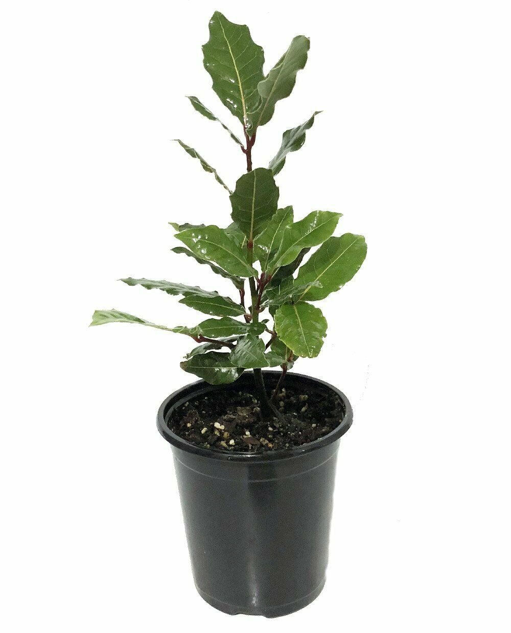 Bay Laurel Tree Herb Homegrown Laurus nobilis- 4" Pot Nature Blue Plant Food