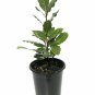 Bay Laurel Tree Herb Homegrown Laurus nobilis- 4" Pot Nature Blue Plant Food