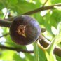 Fig Ficus Black Mission Fruit Tree Container Plant Outdoor Garden