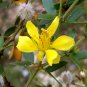 50 Seeds of Creosote Gobernadora Greasewood Chaparral Hediondilla Jarilla Guamis
