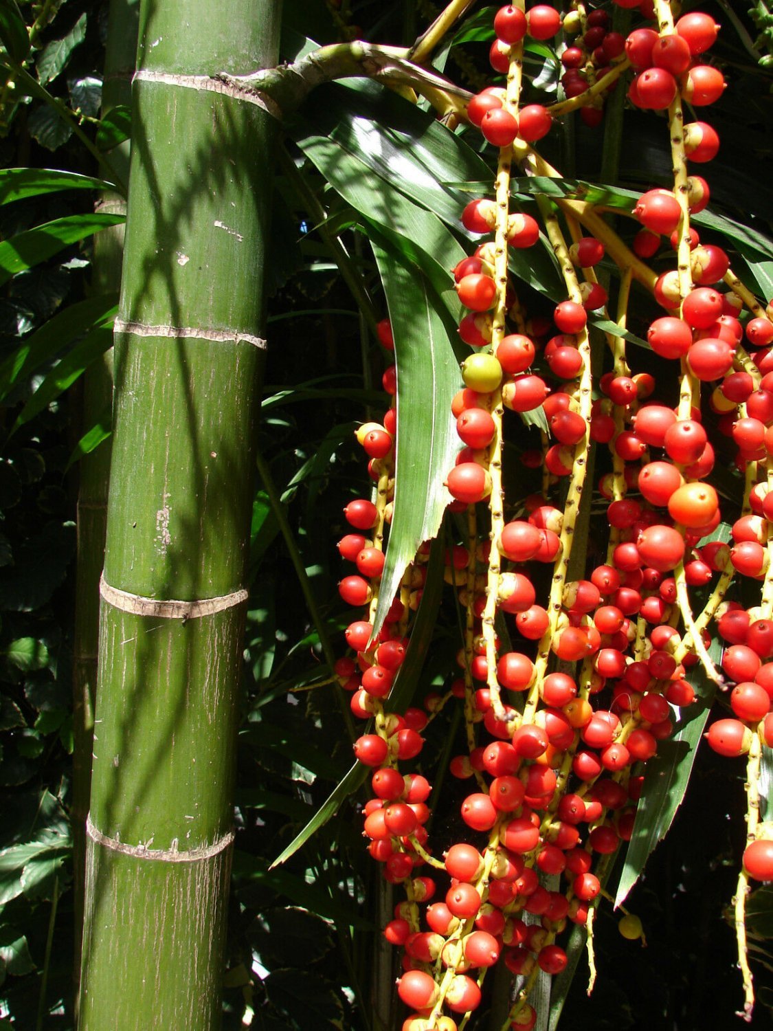 ~MacArthur Palm Tree~ Ptychosperma macarthurii Palm BareRoot Plant 15+ Seedlings