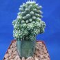 Strombocactus disciformus MONSTROSE Cactus! RIDICULOUS Amount of Offsets!