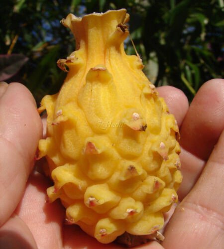 ~Yellow Dwarf~ DRAGON FRUIT Pitaya Cactus Selenicereus megalanthus 25 LIVE SEEDS