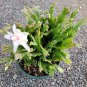 Schlumbergera truncata Thanksgiving Cactus 8 inch