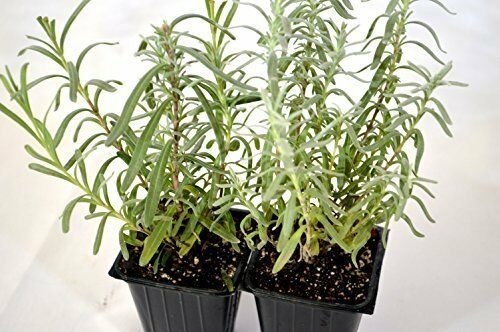 Hidcote Blue Lavender 2 Pack Aromatic Live Plant Garden and Home Outdoor Indoor