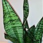 Snake Plant Sansevieria Superba Robusta Mother-in-law's Tongue 4" Pot | live plant |