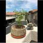 Live Bonsai Tree Dragon Willow Thick Trunk Bonsai Cutting Ships Bare Root, live plant