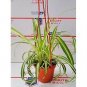 Bonnie Curly Spider Plant Easy Cleans the Air 4" Pot Indoor Houseplan